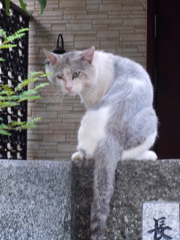 またまた化けて出てきそうな猫が．．．